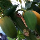 태인농장 이미지