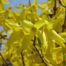 08.03.25 계명대학교 대명동캠퍼스의 꽃 이미지