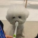 베를린 동물치과센터 이미지
