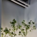 조경꾼 네이버블로그
