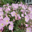 용인별바라기 이미지