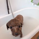 도그살롱바른핏 이미지