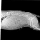 신탄진동물병원 이미지