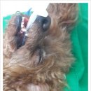 닥터김 동물병원 이미지