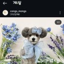 콩스몽스 이미지