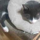 다우동물병원 이미지