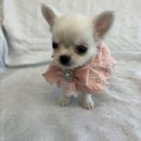 오독안심분양센터 강아지분양 고양이분양 하남점 이미지