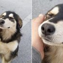 행복한댕댕이 이미지