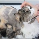 고양이 무마취 미용 냥털도둑 이미지