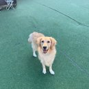 배인유치원 | 용인대형견호텔 퍼피스카우트, 유치원 루틴 그대로 호텔링한 날