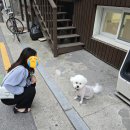 신도림역 근처 바지락칼국수 맛집 오매네생면칼국수/신도림 강아지가 있는 카페 카페몽글