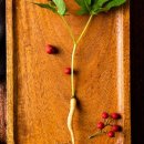 인삼농장 이미지