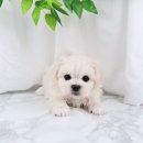 더펫샵 | 강아지 분양 고민 중이라면? 천안 펫샵 추천 후기와 말티즈 입양기