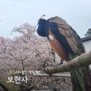 보현사 주차장입구 | 울산 벚꽃 명소 보현사 가는 길 실시간 개화상태 벚꽃엔딩 공작새
