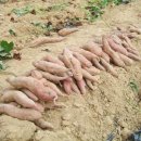 금곡농장 이미지