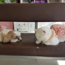 고방동물병원 이미지