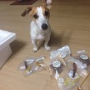 펫츠토리 이미지