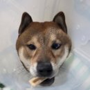 한 동물병원 | 파주 운정 야당 동물병원 &lt;해솔동물병원&gt; 중성화 후기