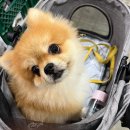 동그라미펫 이미지