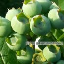 경인목장 이미지