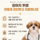석적동물병원