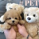 샵펫 강아지분양 울산점 이미지