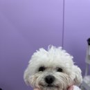 한사랑 애견미용샵 | 애기 강아지때부터 맡기고있는 성남애견미용 샵! 멍균관대💙