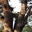 부소산성 낙화암 갈림길 이미지