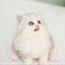 이안 캐터리 이미지