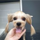 미사늘봄동물병원 이미지