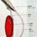 인체,눈의 구조,(각막,수정체,안구,눈물 분비 기관의 구조와 기능) 이미지