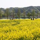 창녕남지 ‘유채꽃밭’ 이미지