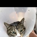 고양이무마취미용 고무미 이미지