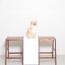 라엘동물의료센터 이미지