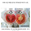 GMO 토마토 구별하는법 이미지