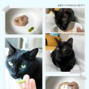 고양이 스트레스 영양제 반복 스트레스 관리를 위한 고양이 진정 보조제 질켄 플러스 후기