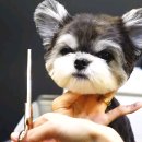 댕댕이미용 이미지