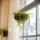 수피오레 이미지