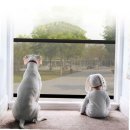 아기애견 이미지