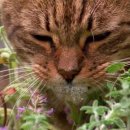 How can catnip get cats high? 이미지