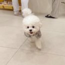 하이독스 이미지