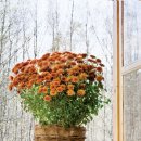 털보농장 이미지