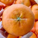수농장 | 제주 레드향 선물세트 5kg 수보름 농장 추천 내돈내산 후기