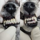 김s 동물병원 | 강아지 무마취 스케일링 가능한 일산 김s동물병원