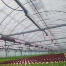 지티농장 이미지