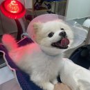 강남동물메디컬센터 | 천안 나우 동물메디컬센터 디스크 치료 후기
