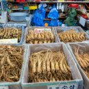 파파스라이어 이미지