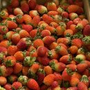 상산로 | 🍓경북 상주 디저트 맛집 발견! #샵크레페 다녀온 후기