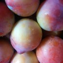 성골 농원 이미지