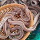 힐링곰장어 이미지